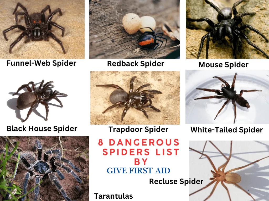 dangerous-and-deadly-spiders-in-Austarlia