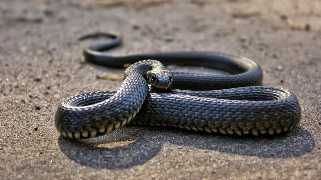 First Aid for Snake Bite