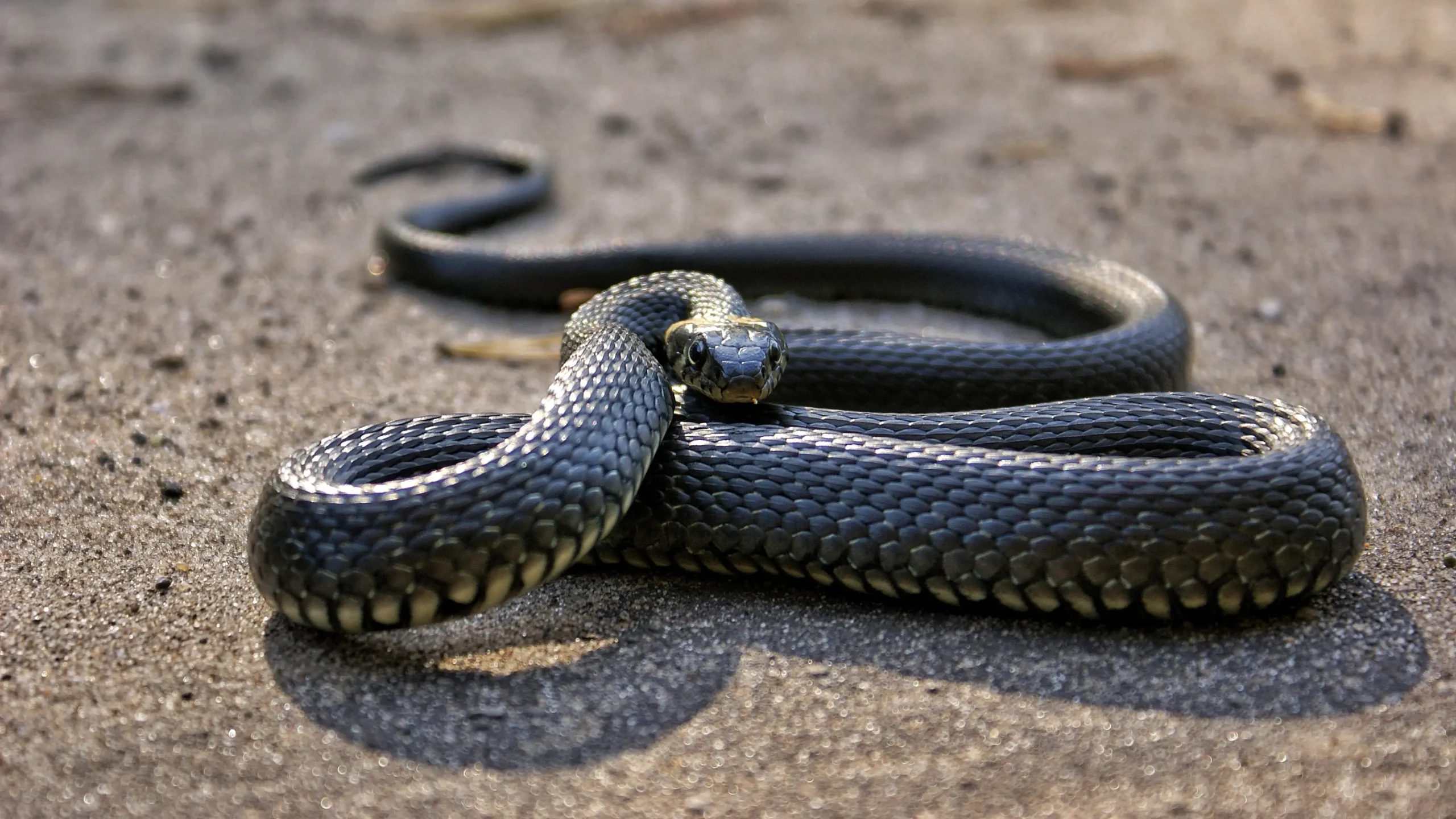 First Aid for Snake Bite: Don’t Let Australia’s Deadliest Creatures Catch You Unprepared