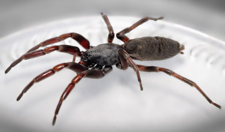 White-Tailed Spiders